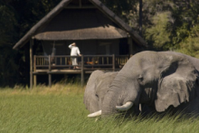 Elephants at Khwai River Lodge